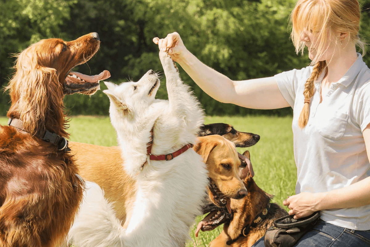 Shaping Pawsitive Futures: Premier Animal Training and Behavior Correction Services